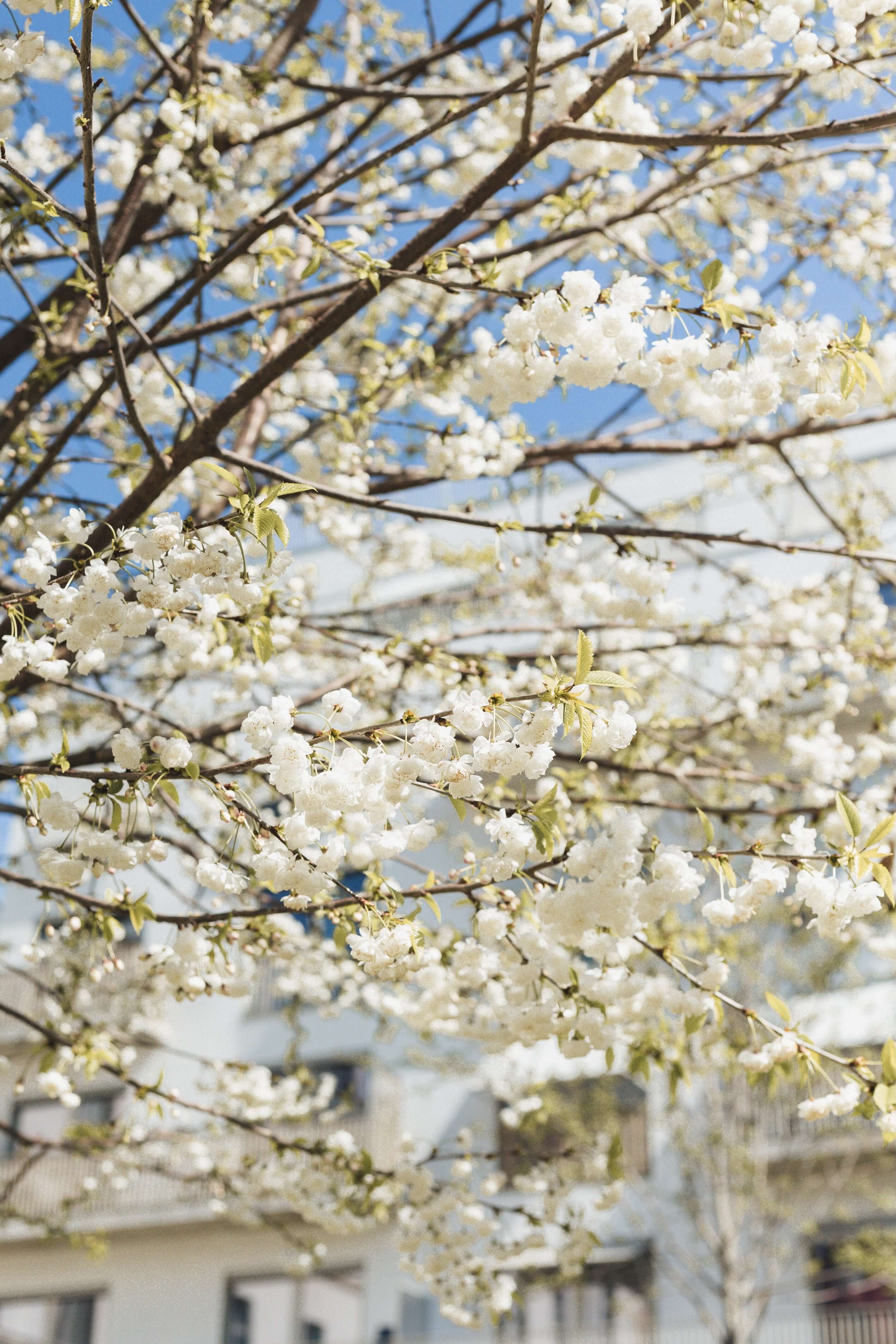 Tote Bag Jacquard Made in France